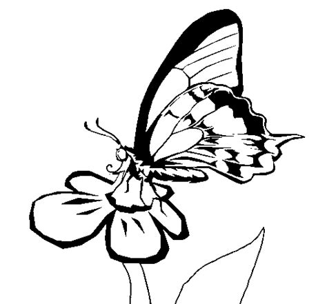 Dibujo de Mariposa en una flor para Colorear - Dibujos.net