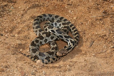 Western Fox Snake Pantherophis Vulpinus Psychotic Nature