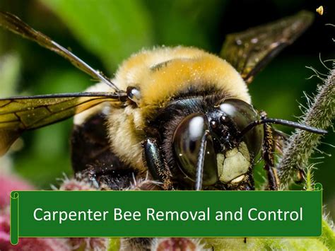 Ppt Carpenter Bee Removal And Control Powerpoint Presentation Free