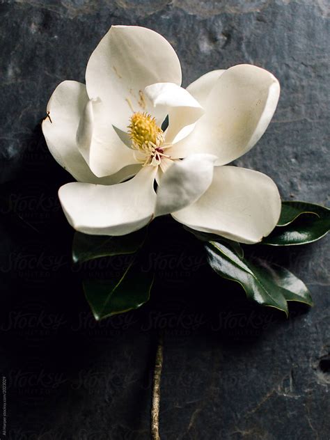 Magnolia Bloom By Stocksy Contributor Ali Harper Stocksy