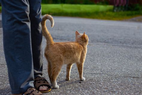 Can Cats Control Their Tails Positions Movement Explained Catster