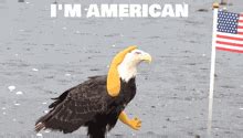 Bald Eagle GIFs | Tenor