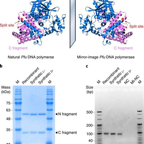 Bioorthogonal Information Storage In L Dna With A High Fidelity Mirror Image Pfu Dna Polymerase