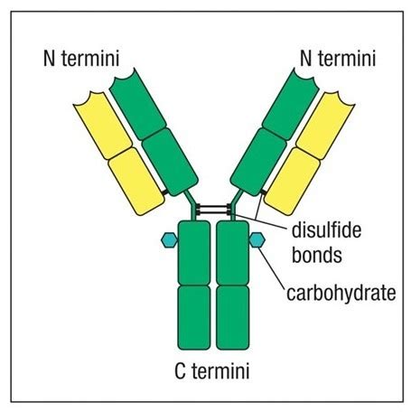 Immunology Final Exam Flashcards Quizlet