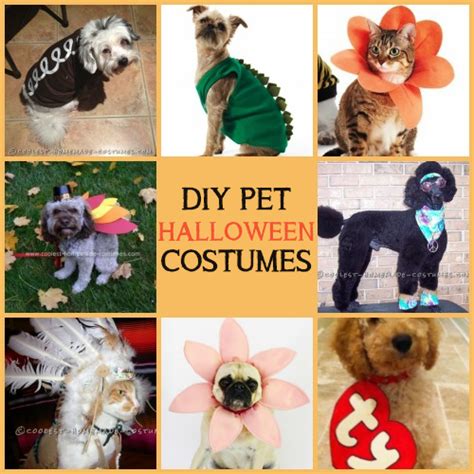 6 DIY Pet Halloween Costumes | Tree Hugging Pets | the all-natural & eco-friendly resource for ...