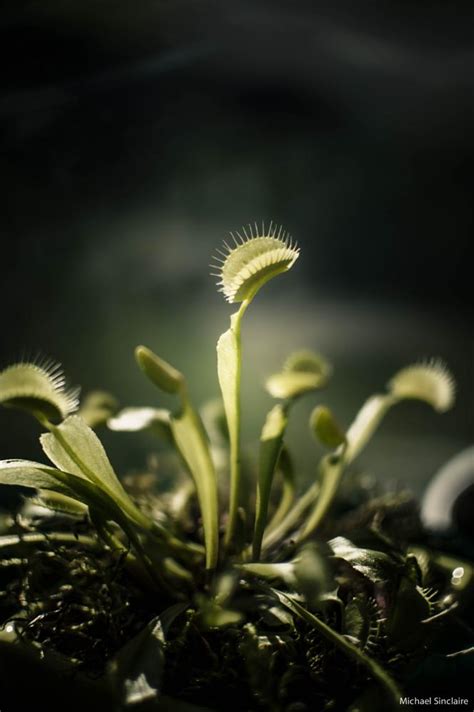 Venus Flytrap By Michael Sinclaire On Youpic