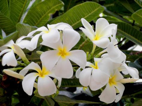 White-Plumeria - Hawaii Pictures