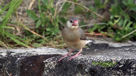 GORRIÓN ARROCERO juvenil Java Sparrow Lonchura oryzivora Especie