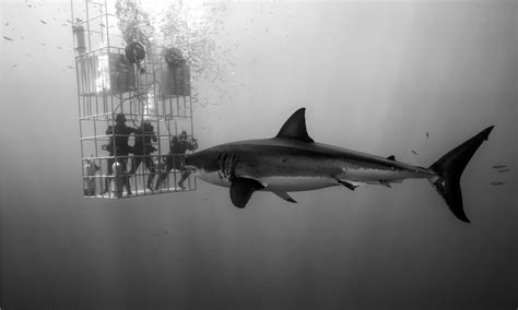 Megamouth Shark vs Great White Shark: What Are The Differences? - Wiki Point