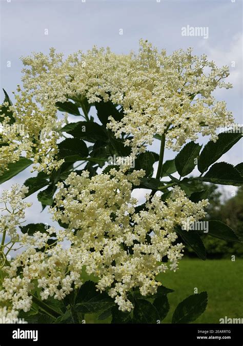 Holunderblueten Sambucus Nigra Heilpflanze Stock Photo Alamy