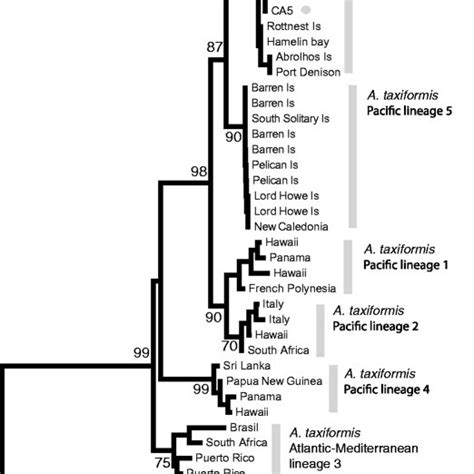 Maximum Likelihood Phylogenetic Hypothesis Inferred From Eight