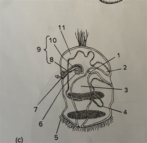 Hemichordata Generalized Larva Diagram Quizlet