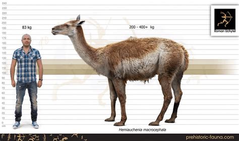 Large Headed Llama Hemiauchenia Macrocephala Paleontology