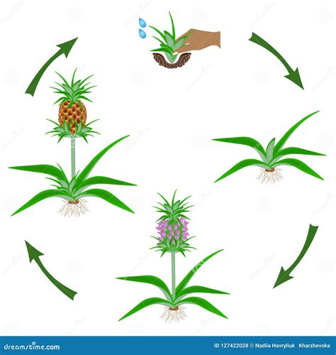 Cuánto Tiempo Tarda Una Planta De Piña En Dar Su Fruto Microscopio pro