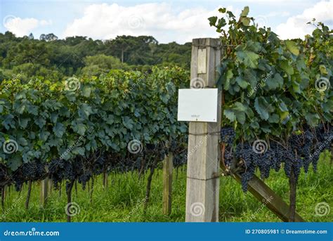 Vista Geral Das Vinhas Uvas Prontas Para Colheita Imagem De Stock