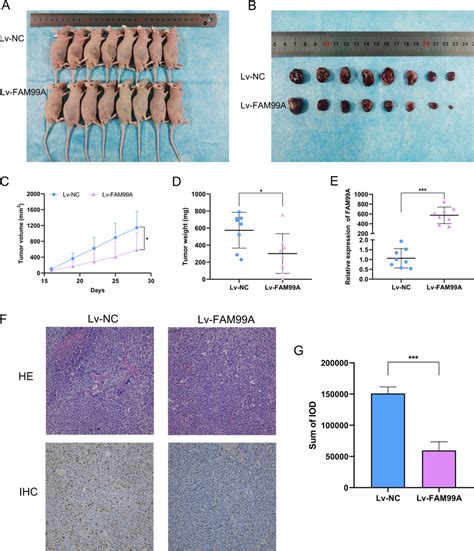 Fam A Inhibits The Tumor Growth Of Hcc Cells In Vivo A B