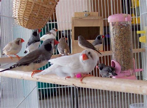 STAR TAME BIRDS: Zebra Finches, Society, and Spice Finches