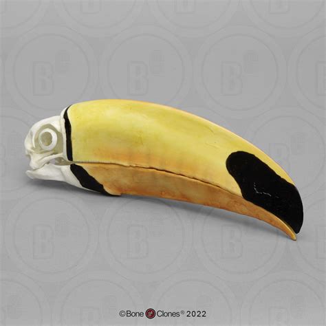 Toco Toucan Skull - Bone Clones - Osteological Reproductions