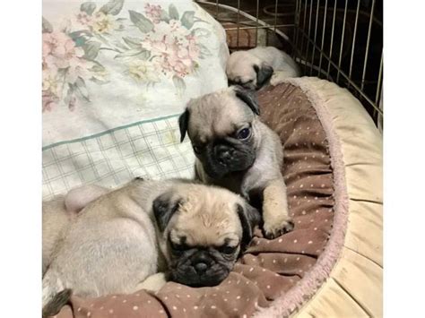 Pug puppies for adoption Columbia - Puppies for Sale Near Me