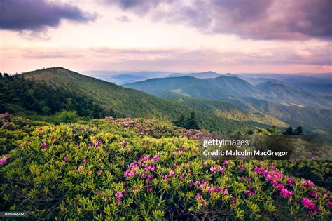 Rhododendrons Bloom On Roan Mountain High-Res Stock Photo - Getty Images