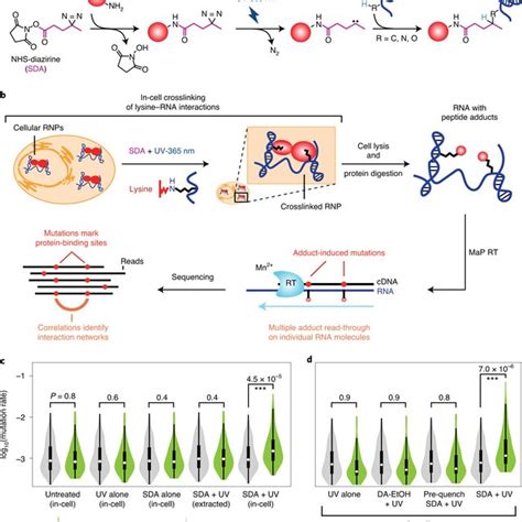 Rnp Map Defines Protein Interaction Networks In The U1 Snrnp A Download Scientific Diagram