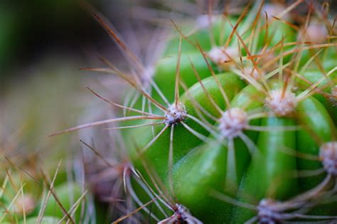 Arid Plants Stock Photo - Download Image Now - Beauty, Beauty In Nature ...