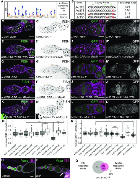 Twister Regulated Rnas Are Regulated By Polypyrimidine Rich Sequence In