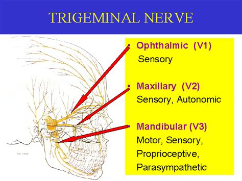 The Trigeminal Nerve and Its Branches