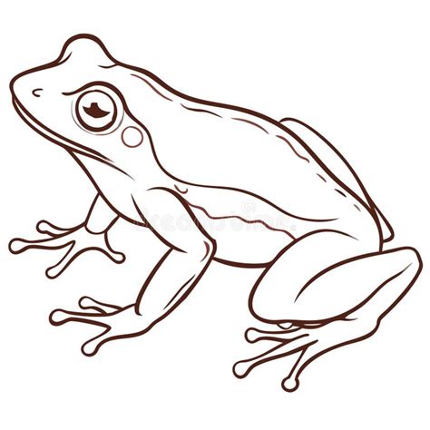 detailed vector illustration  frog outline  educational