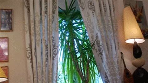 Cheri I Shaved Pussy French Amateur Stephy Clips4Sale