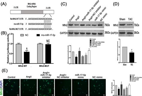 Mir 17 5p Directly Targets Mfn2 And Mir 17 5p Inhibits The Expression