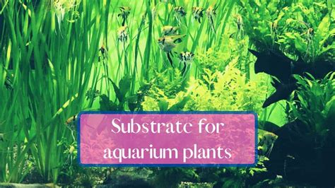 Substrate For A Planted Aquarium - Everything You Need To Know