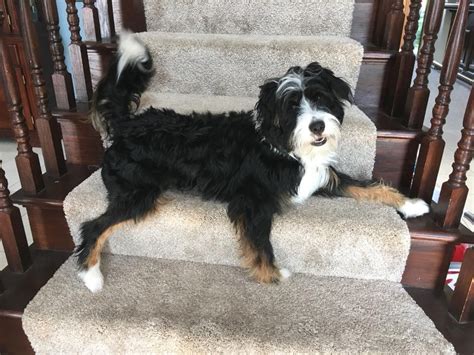 Mini Bernedoodle Male Illinois