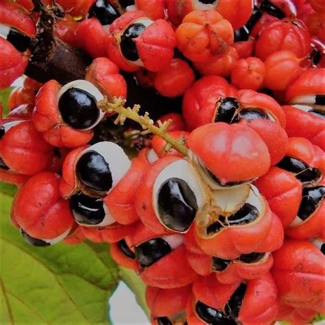 Vamos A Comer Mahuacatas Ecología