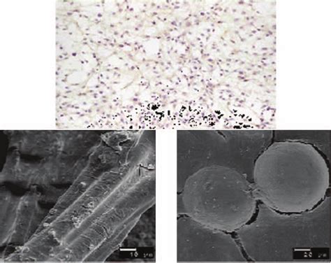 Immunocytochemistry Of Passaged Chondrocytes In A Cell Culture Medium