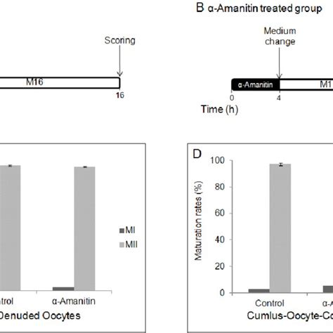 In Vitro Maturation Of Dos And Cocs With α Amanitin Pretreatment For 6