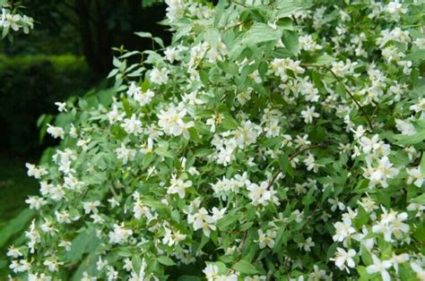 18 Beautiful Mock Orange Varieties (Philadelphus) - Petal Republic