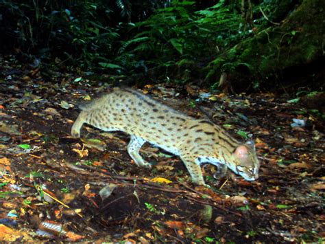 Harapan Melihat Harimau Malaya Terus Wujud Harga Kucing Hutan