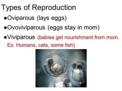 ข้อสอบวิทยาศาสตร์ สสวท ปี 2559 ข้อ 33biology Animal Reproduction