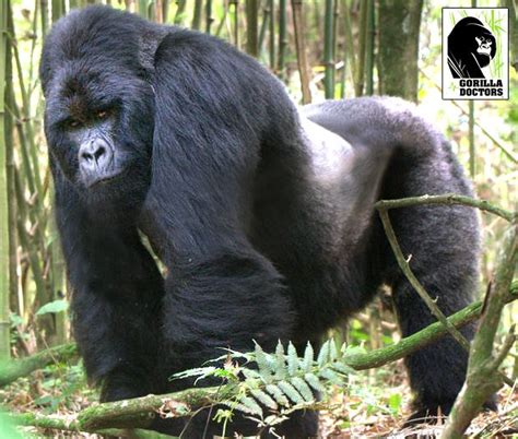 Mountain Gorilla Silverback Akarevuro In Volcanoes National Park