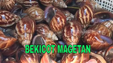 BEKICOT MAGETAN JEJAK SI GUNDUL 03 02 23 YouTube