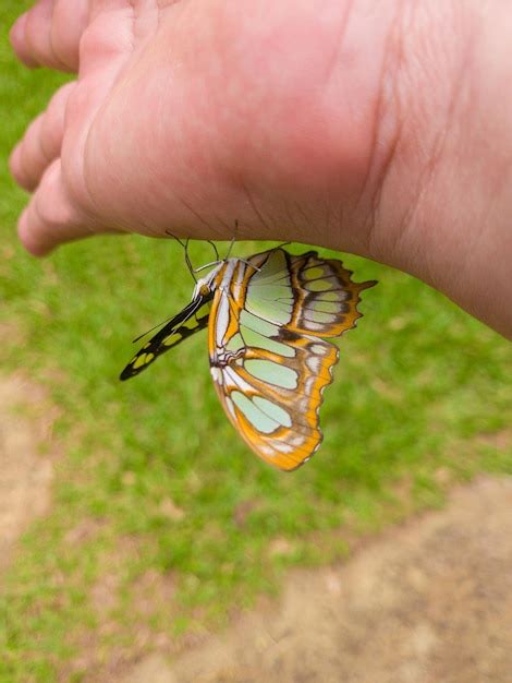 Borboleta linda borboleta sentada na mão de uma pessoa no brasil luz