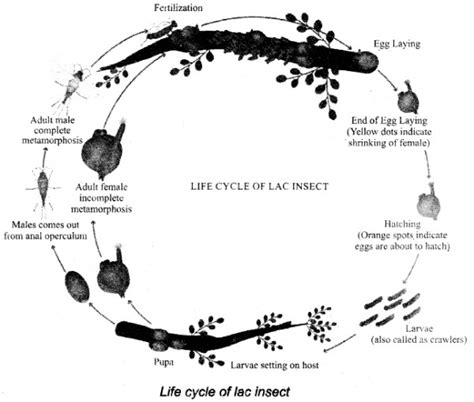 Write an account of the life cycle of the ‘Lac’ insect with a simple ...