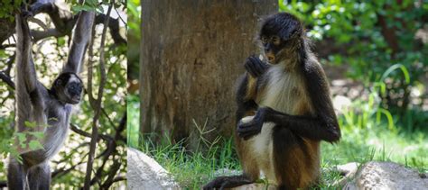 11 Common Monkey Species Found in Venezuela – Nature Blog Network