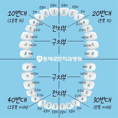 알쓸치정 알아두면 쓸데있는 치과정보 Part 03 치아명칭 치아번호 알아보기 블로그 동래로덴치과병원