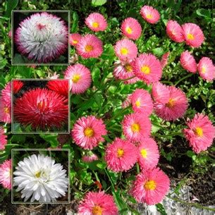 Маргаритка многолетняя (Bellis perennis) - каталог магазина, купить в ...