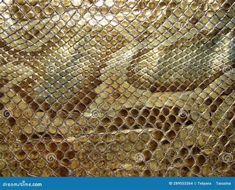 Genuine Python Snakeskin Leather Snake Skin Texture Background