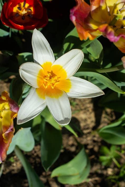 Flores De Floresc Ncia Da Tulipa Na Mola Como O Fundo Floral Imagem De