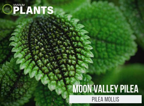 The Moon Valley Pilea Mollis | Complete Plant Care Guide