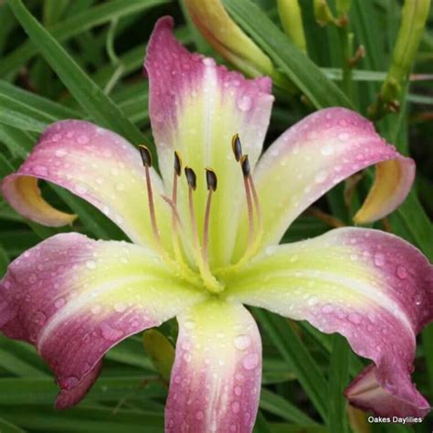 Wilson Spider Daylily Big Purple Blooms Oakes Daylilies